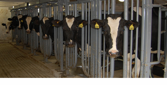 Zimmerman Cattle Control Milking Parlor Dairy Barn Equipment
